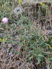 Lactuca tenerrima