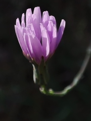 Lactuca tenerrima