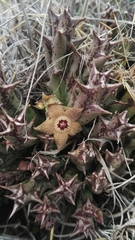 Orbea cooperi