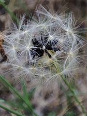 Lactuca tenerrima