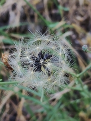 Lactuca tenerrima