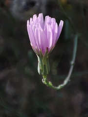 Lactuca tenerrima