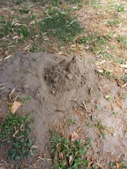 Talpa europaea