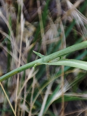 Lactuca tenerrima
