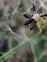 Lactuca tenerrima