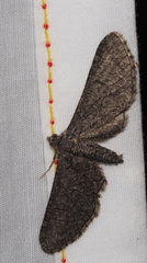 Ectropis hieroglyphica