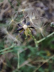 Lactuca tenerrima
