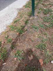 Talpa europaea