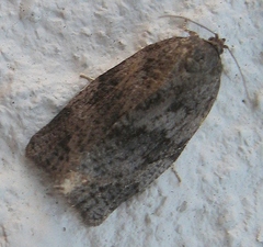 Choristoneura conflictana