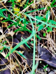 Lactuca tenerrima