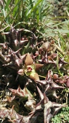 Orbea cooperi