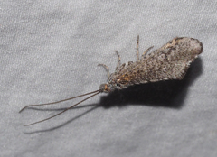 Trichoma gracilipenne