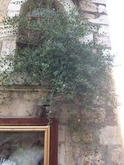 Capparis zoharyi