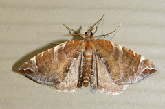 Eulithis molliculata
