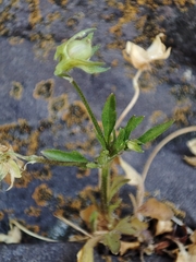 Viola kitaibeliana