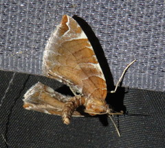Eulithis molliculata