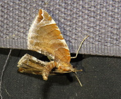 Eulithis molliculata