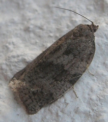 Choristoneura conflictana