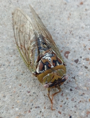 Megatibicen dealbatus