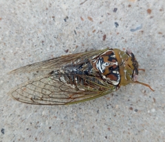 Megatibicen dealbatus