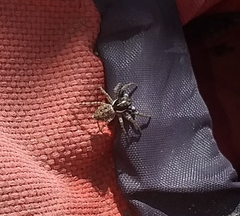 Menemerus semilimbatus