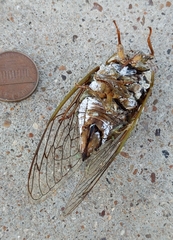 Megatibicen dealbatus