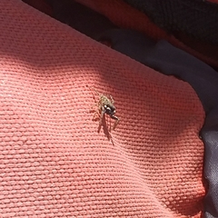 Menemerus semilimbatus