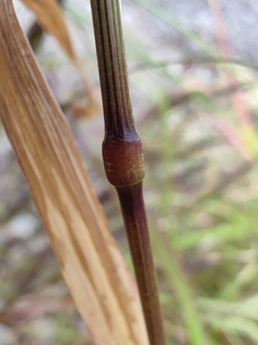 Bromus sterilis