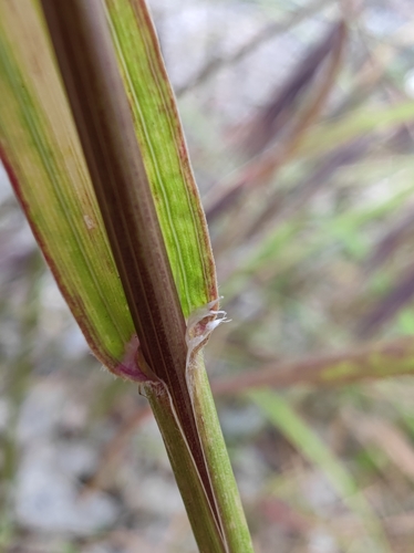 Bromus sterilis
