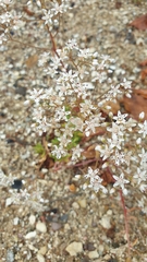 Sedum album