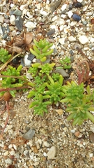 Sedum album