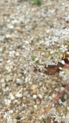 Sedum album