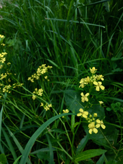 Bunias orientalis