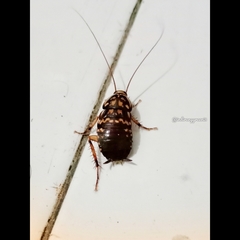 Neostylopyga rhombifolia