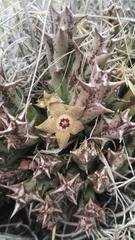 Orbea cooperi