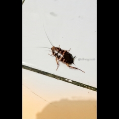 Neostylopyga rhombifolia