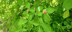 Rauvolfia littoralis