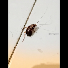 Neostylopyga rhombifolia