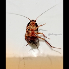 Neostylopyga rhombifolia