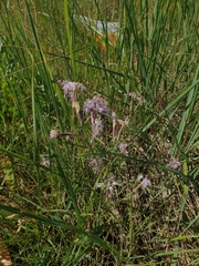 Dianthus superbus