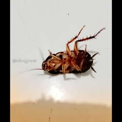 Neostylopyga rhombifolia