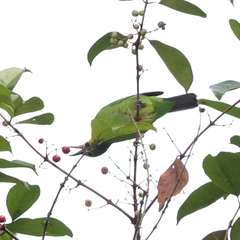 Chloropsis sonnerati