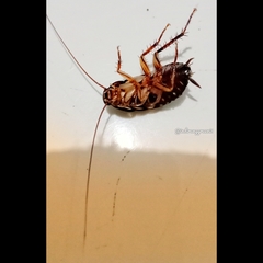 Neostylopyga rhombifolia