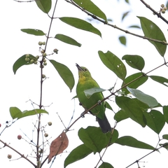 Chloropsis sonnerati