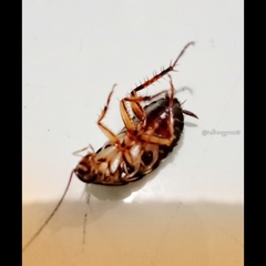 Neostylopyga rhombifolia