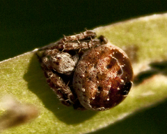 Araneus rotundulus