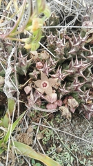 Orbea cooperi
