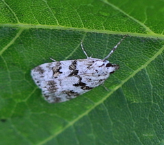 Scoparia pyralella