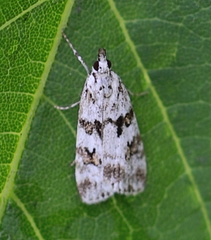 Scoparia pyralella