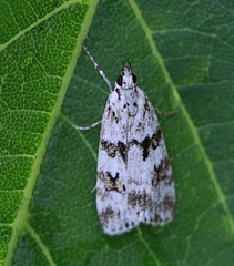 Scoparia pyralella